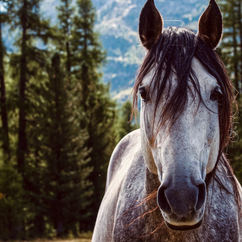 A horse standing in the middle of a forest.
