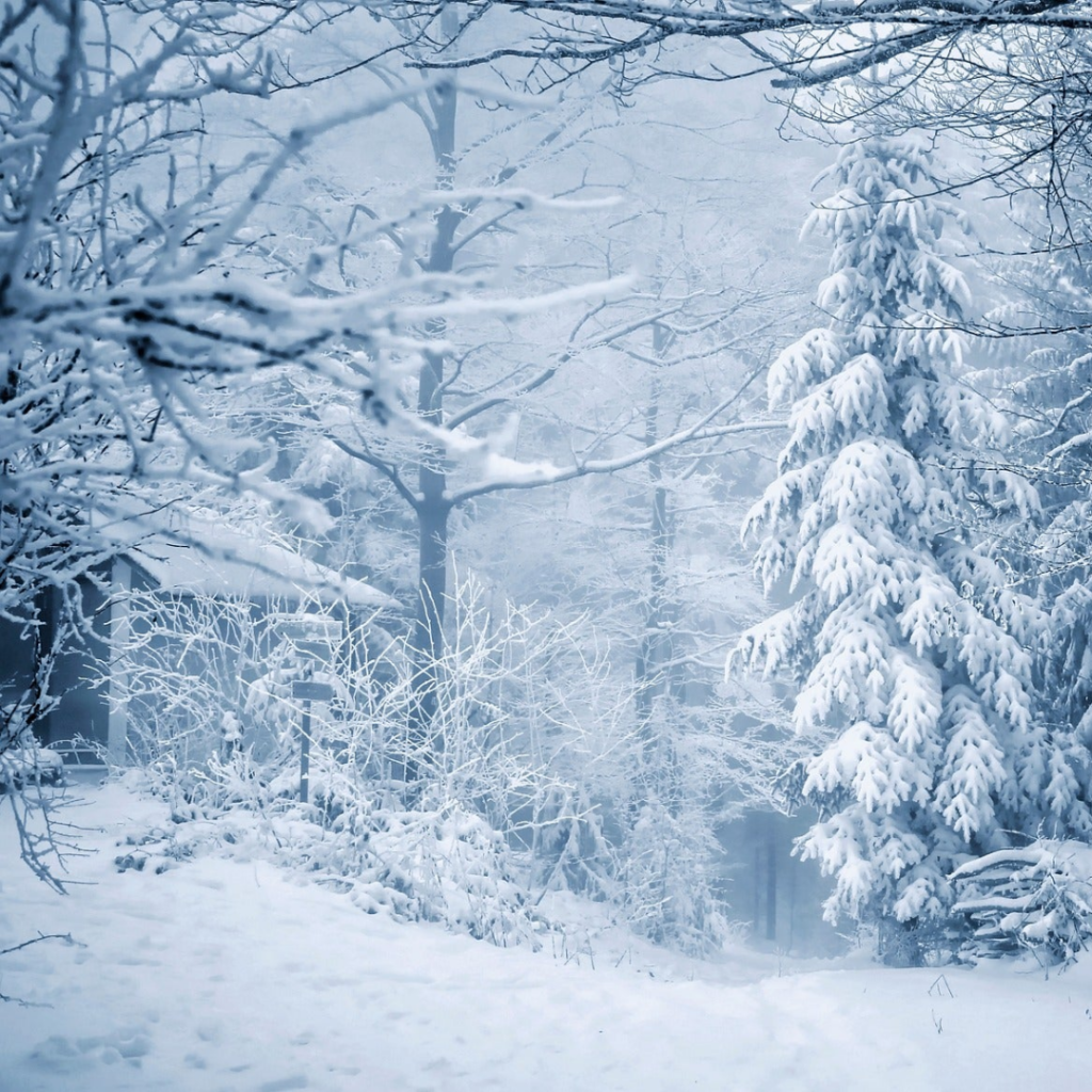 A snowy forest with trees and bushes in the background.